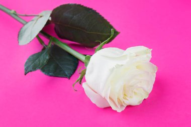 Pembe arka plandaki beyaz gül