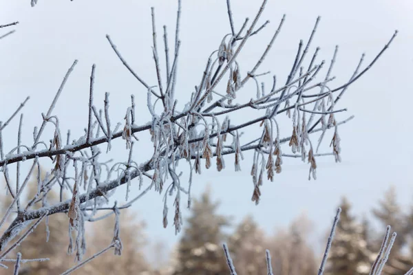 Os ramos na neve na paisagem de inverno — Fotografia de Stock