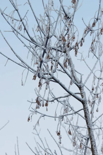 Las ramas en la nieve en el paisaje invernal — Foto de Stock
