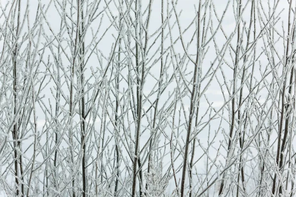 Las ramas en la nieve en el paisaje invernal — Foto de Stock