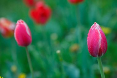 Yağmurdan sonra kırmızı laleler