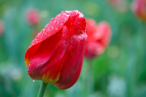 Red Tulip Rain — Stock Photo, Image