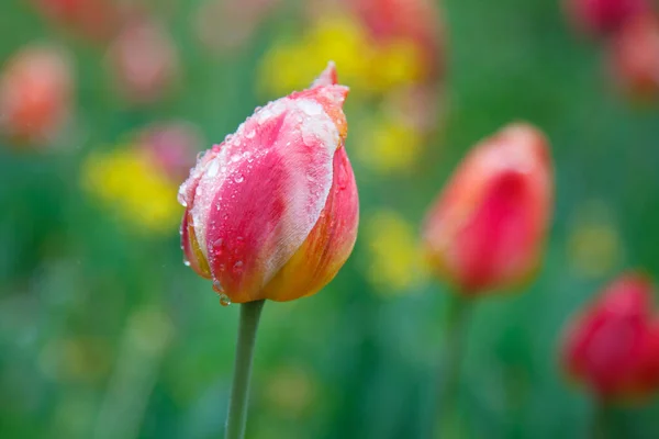 Red Tulips Rain — Stock Photo, Image