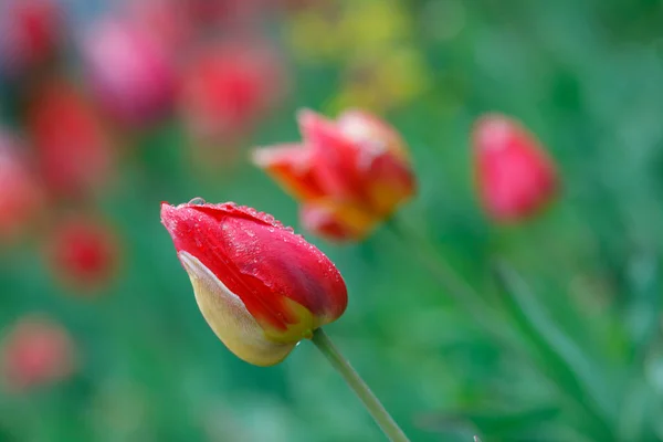 Red Tulips Rain — Stock Photo, Image