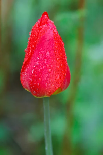 Red Tulip Rain — Stock Photo, Image