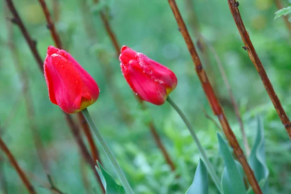 Red Tulips Rain — Stock Photo, Image