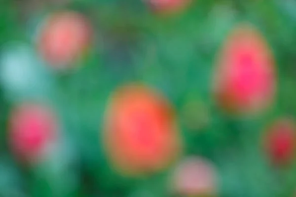 Abstraction Tulips Garden — Stock Photo, Image