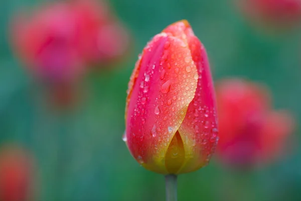 Red Tulips Rain — Stock Photo, Image