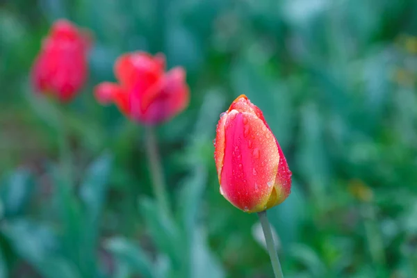 Red Tulips Rain — Stock Photo, Image