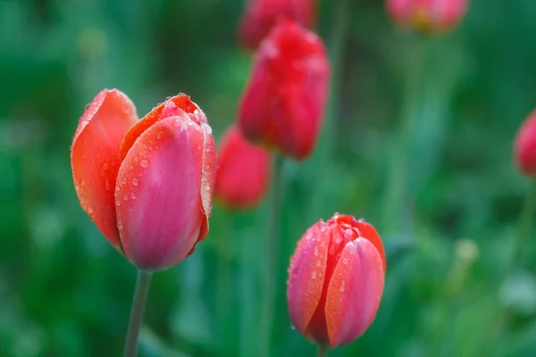 Red Tulips Rain — Stock Photo, Image