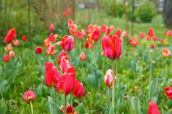 Red Tulips Rain — Stock Photo, Image