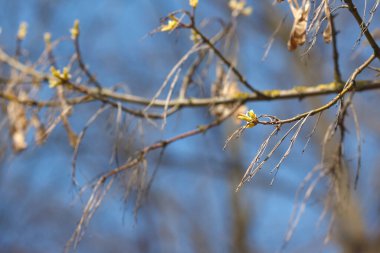 İlkbaharda tomurcuklu dallar