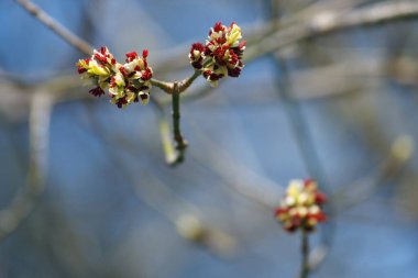 İlkbaharda ağaçların dallarındaki çiçekler