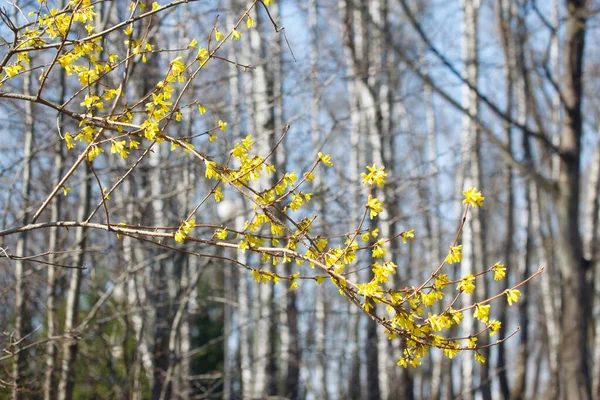 Les Fleurs Sur Les Branches Des Arbres Printemps — Photo