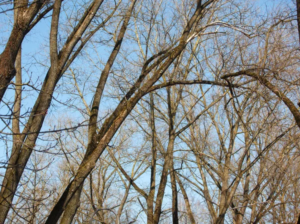 Takken Van Bomen Tegen Hemel Het Voorjaar — Stockfoto