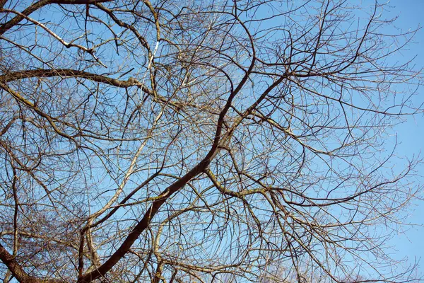 Κλαδιά Των Δέντρων Ενάντια Στον Ουρανό Την Άνοιξη — Φωτογραφία Αρχείου