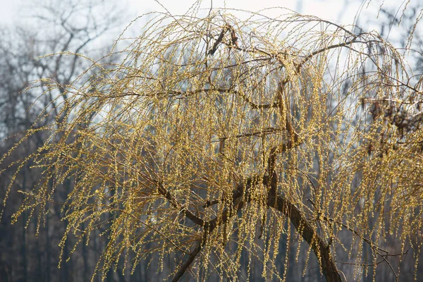 Folhas Jovens Nos Ramos Das Árvores Primavera — Fotografia de Stock