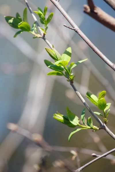 Young Leaves Branches Trees Spring — Stock Photo, Image