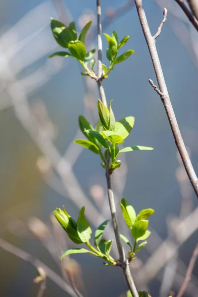 Young Leaves Branches Trees Spring — Stock Photo, Image