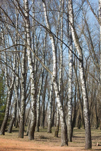 Baharda Ağaçlar — Stok fotoğraf