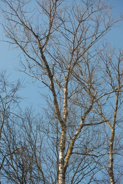 Trees Sky Spring — Stock Photo, Image