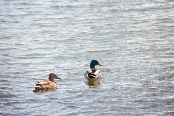Enten Schwimmen Wasser — Stockfoto