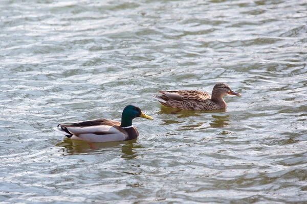 Enten Schwimmen Wasser — Stockfoto