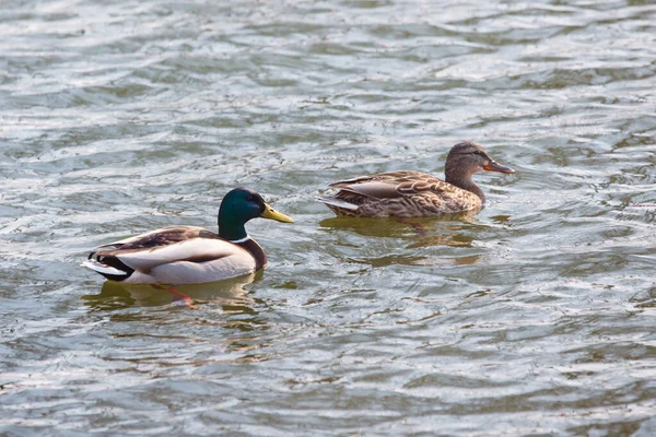 Enten Schwimmen Wasser — Stockfoto