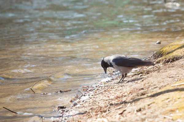 Corbeau Debout Près Eau Rivière — Photo