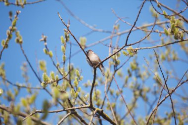 Baharda ağaçtaki kuş