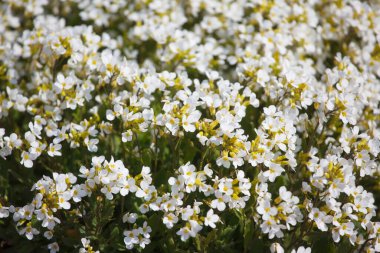 Baharda beyaz çiçekler