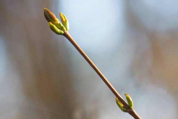 Novas Folhas Dos Botões Nas Árvores Primavera — Fotografia de Stock