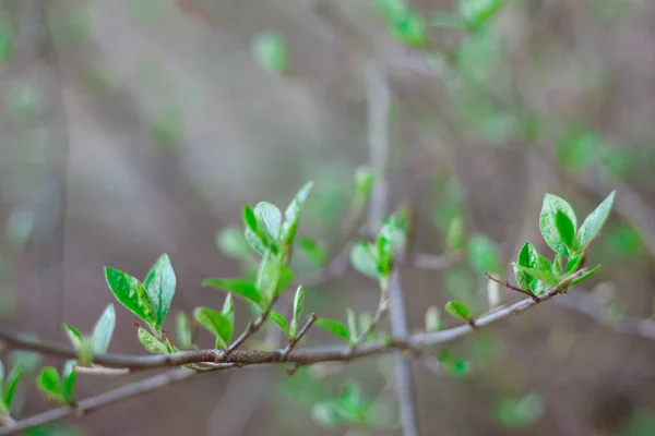 Новые Листья Почек Деревьях Весной — стоковое фото