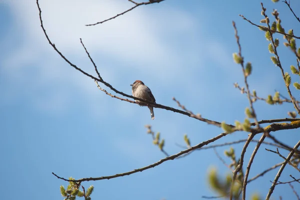 Bird Tree Spring — Stock Photo, Image