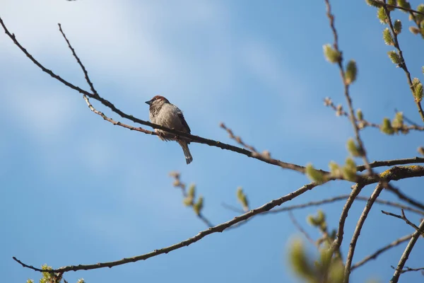 Bird Tree Spring — Stock Photo, Image
