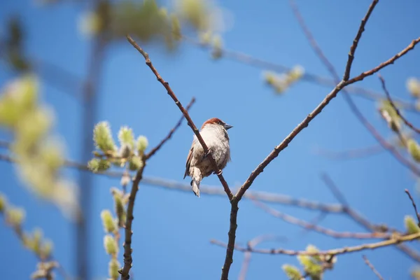 Wiosną Ptak Drzewie — Zdjęcie stockowe