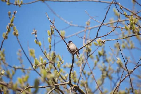 Wiosną Ptak Drzewie — Zdjęcie stockowe