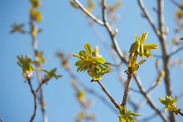 The new leaves from the buds on the trees in spring