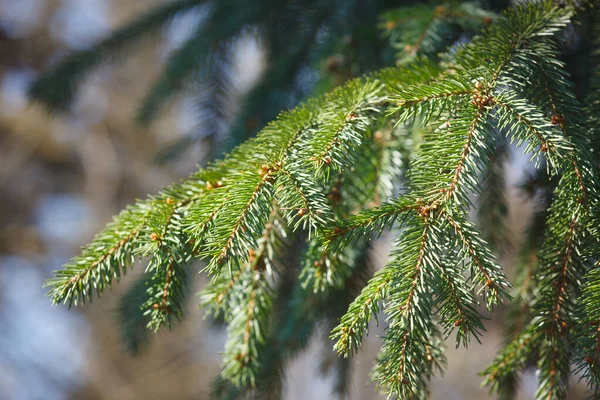 Spruce Branch Sunlight Spring — Stock Photo, Image