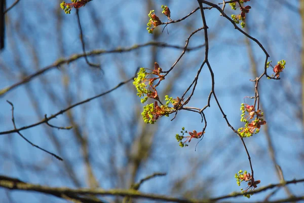 Giovani Fiori Foglie Sugli Alberi Primavera — Foto Stock