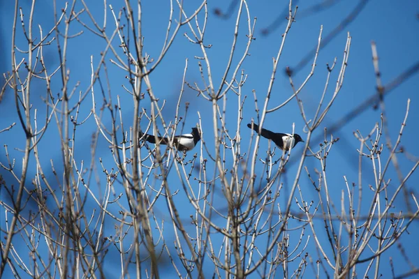 Two Magpies Birch Tree Spring — Stock Photo, Image