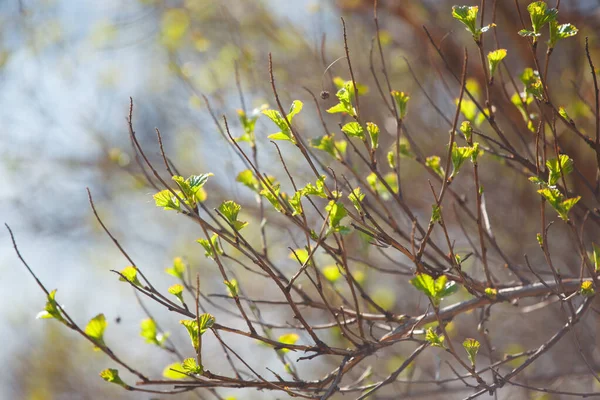 New Leaves Buds Trees Spring — Stock Photo, Image