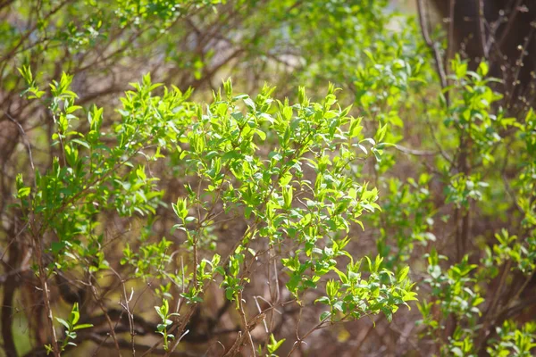 Zelené Listy Větvích Jaře — Stock fotografie