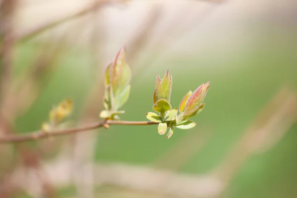 Novas Folhas Dos Botões Nas Árvores Primavera — Fotografia de Stock