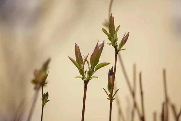 Novas Folhas Dos Botões Nas Árvores Primavera — Fotografia de Stock