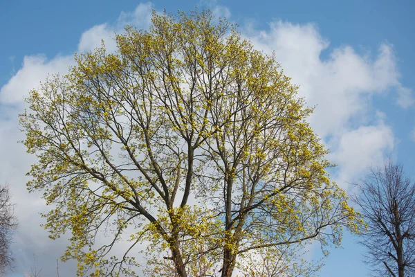 New Leaves Buds Trees Spring — Stock Photo, Image