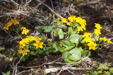 İlkbaharda çayırdaki çiçekler