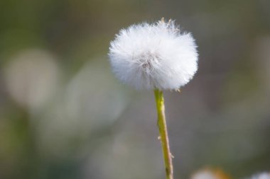 İlkbaharda çayırdaki çiçekler