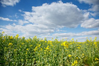 İlkbaharda kırsal alan