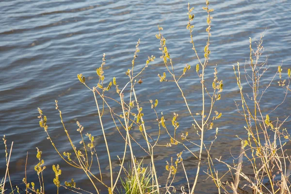 Junge Blüten Und Blätter Den Bäumen Fluss Frühling — Stockfoto